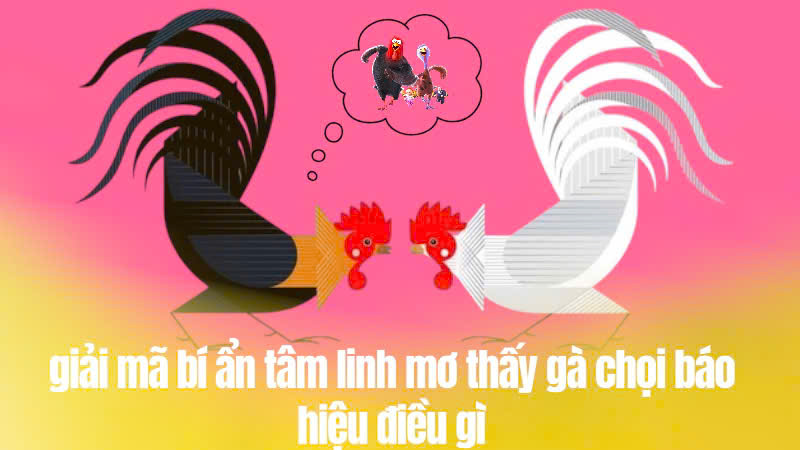 Mơ thấy gà chọi