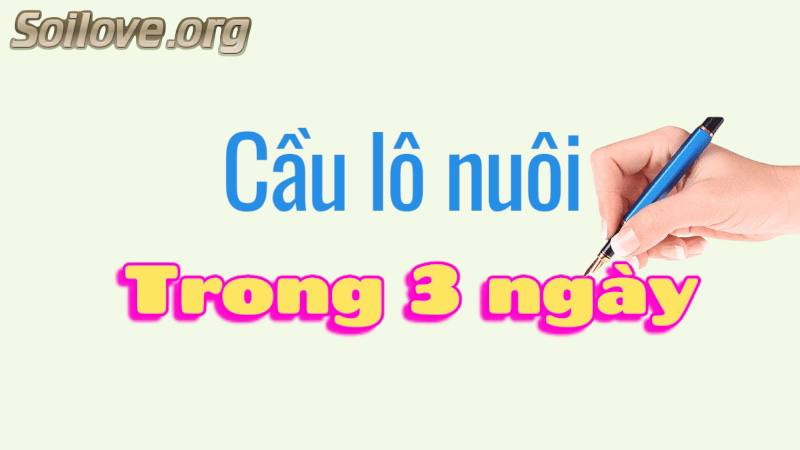 cầu lô nuôi trong 3 ngày